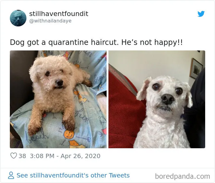 Le hemos cortado el pelo al perro durante la cuarentena. No está contento