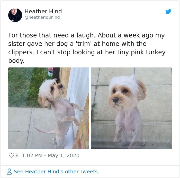 Si necesitáis reir. La semana pasada mi hermana recortó el pelo del perro en casa con las tijeras. No puedo dejar de mirar su pequeño cuerpo rosa pavo