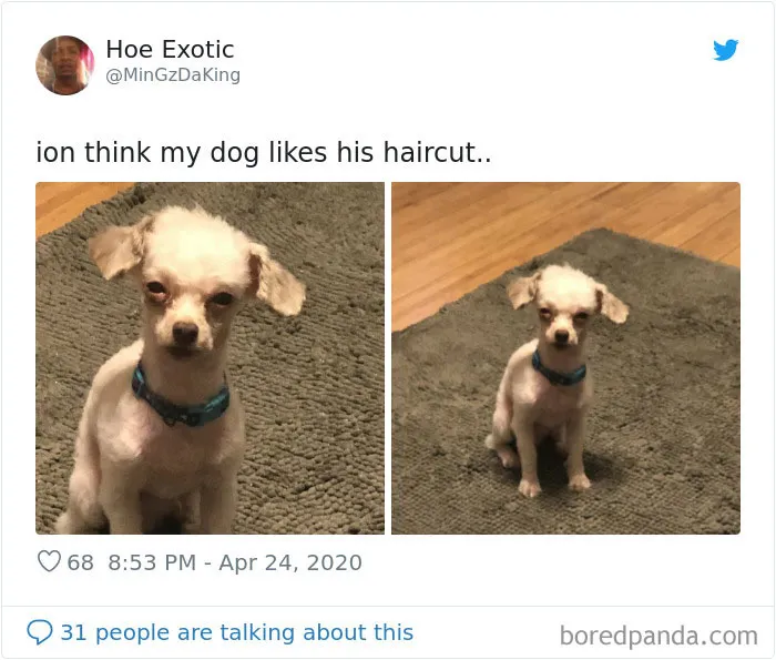 Creo que a mi perro no le gusta su corte de pelo