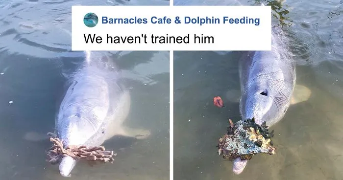 Dolphin Discovers Humans Like It When He Brings Them Gifts From The Bottom Of The Ocean, Develops A Habit Of Doing So