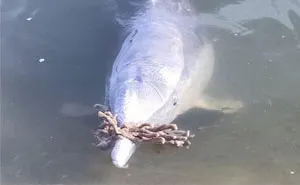 Dolphin Discovers Humans Like It When He Brings Them Gifts From The Bottom Of The Ocean, Develops A Habit Of Doing So