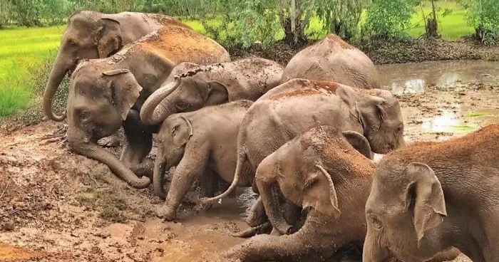 Thai Elephants Return Home After The Number Of Tourists Dwindles