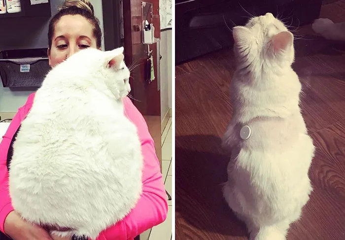 Travis’ Weight Loss Progress From 2017 To 2019