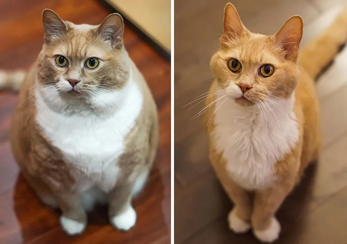 Adopted This Cute Overweight Kitty, Put Him On A Diet And After A Few Years He Had Less Than Half The Weight Of When I First Got Him