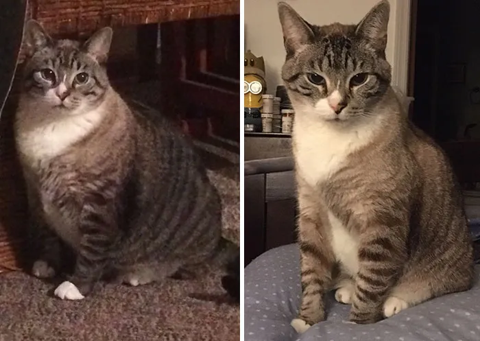 Dechonkification Has Succeeded. We Have Reached Fine Boi