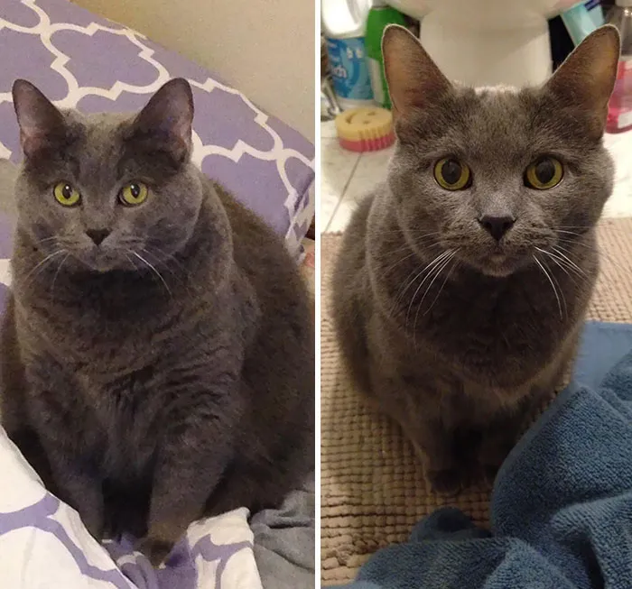 Chonk Progress