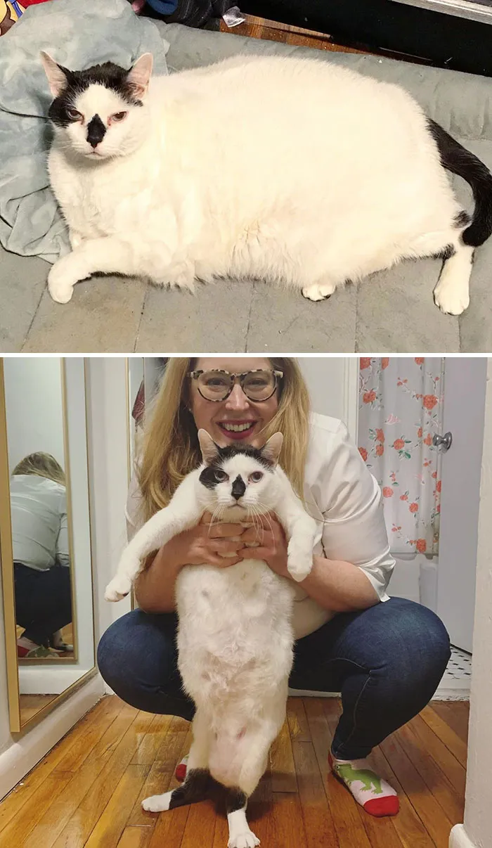 Barsik Came From A Shelter At 41 lbs. He Is On A Vet-Supervised Diet And Losing Steadily