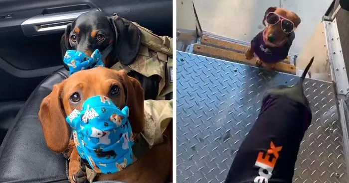 This Fedex Driver Takes His Puppies On Deliveries With Him After Their Daycare Closes
