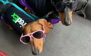 This Fedex Driver Takes His Puppies On Deliveries With Him After Their Daycare Closes