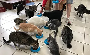 People Are Saying That This Floating Cat Sanctuary Is Amsterdam's Best-Hidden Attraction
