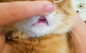 40 Times Cat Owners Got Fascinated By Their 'Teefies'