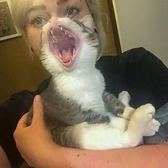 Meeooooow