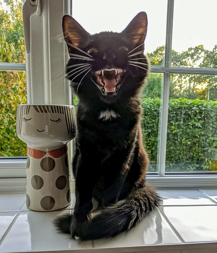 Training Him For Halloween 