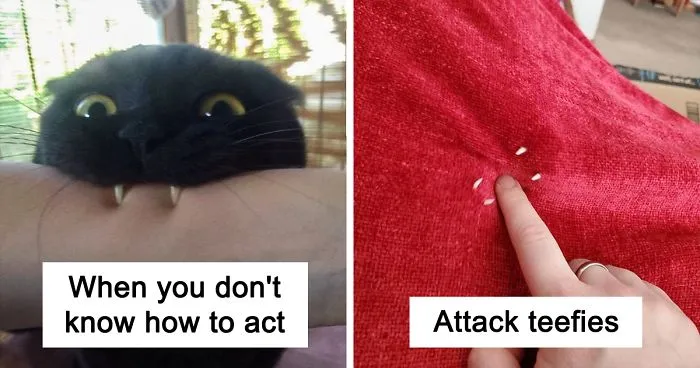 40 Times Cat Owners Got Fascinated By Their 'Teefies'