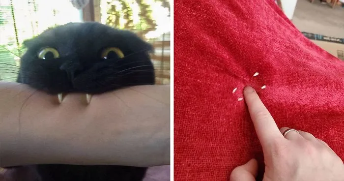 40 Times Cat Owners Got Fascinated By Their 'Teefies'