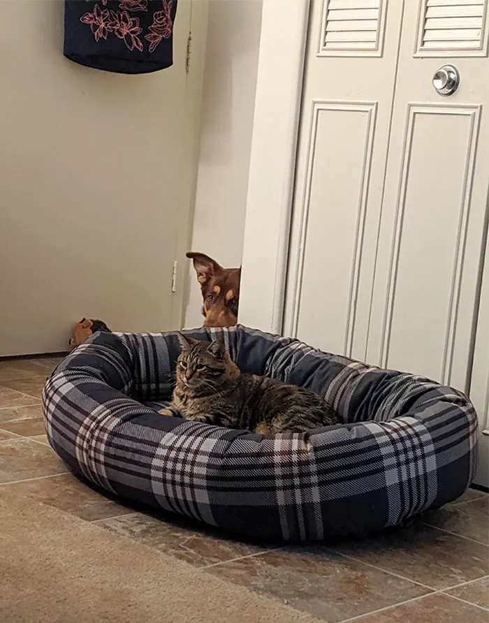 La cama es nueva, esto no va bien