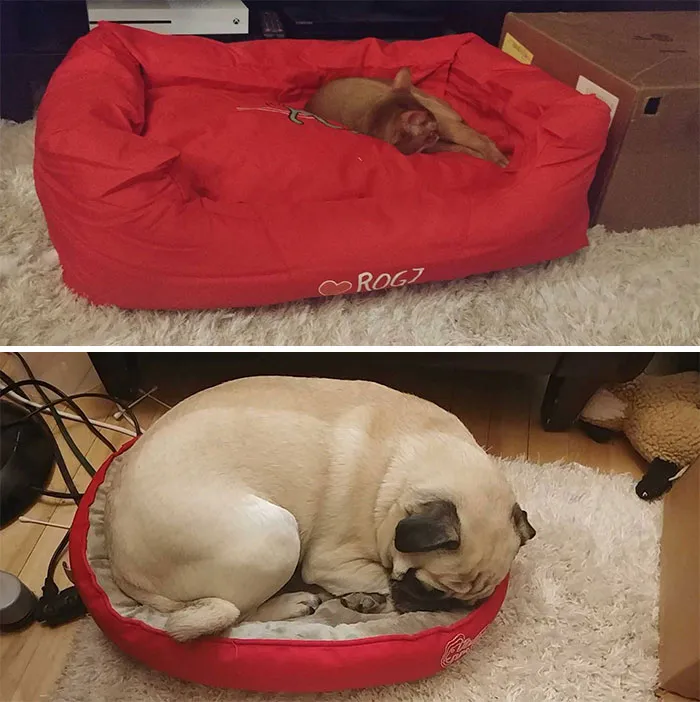 Got Something For The Dog, It Became A Luxury Cat Bed Instead