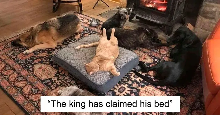 40 Jerk Cats Who Reigned Over Dogs And Stole Their Beds