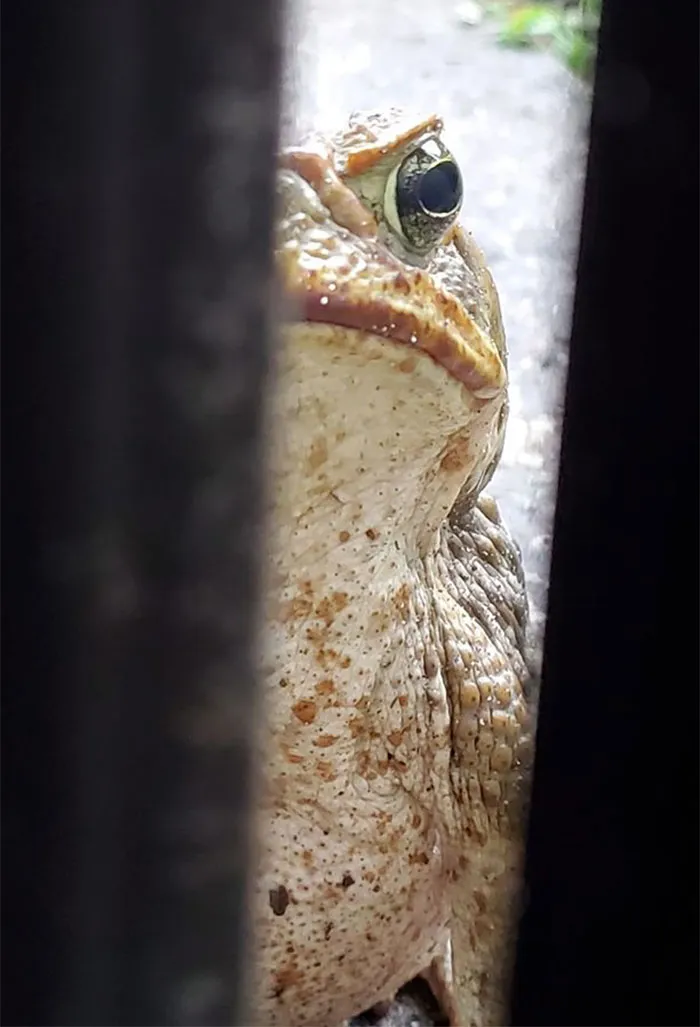 En realidad intentaba fotografiar un pajarito