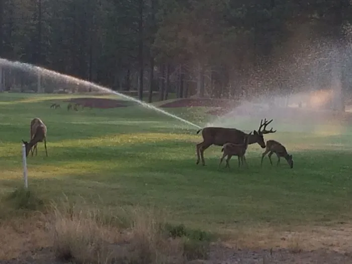Deer Butt Sprinklers