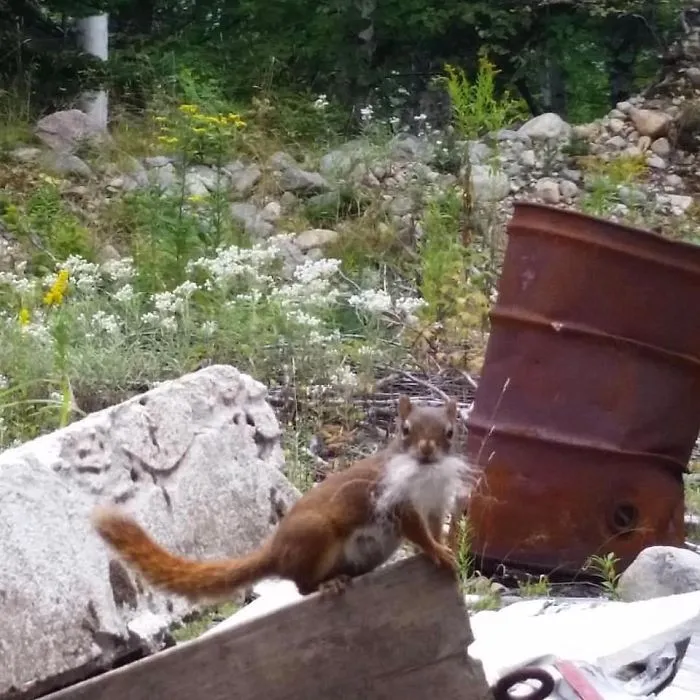 Ardilla mago en una pila de basura