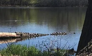 This Facebook Group Is Dedicated To Crappy Wildlife Photos That Are So Bad They’re Good (50 New Pics)