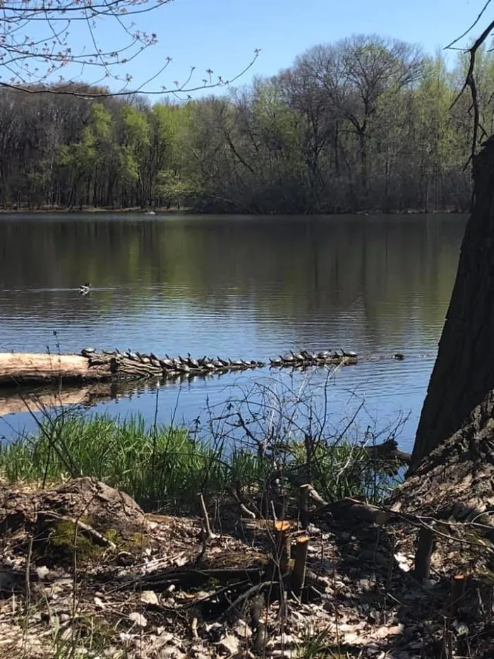 Why Are There So Many Turtles On This Log??? Wrong Answers Only