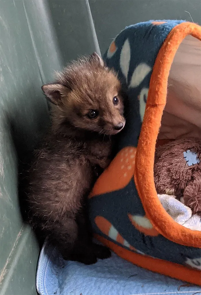 Zorrito que vino a rehabilitación. Será liberado en otoño