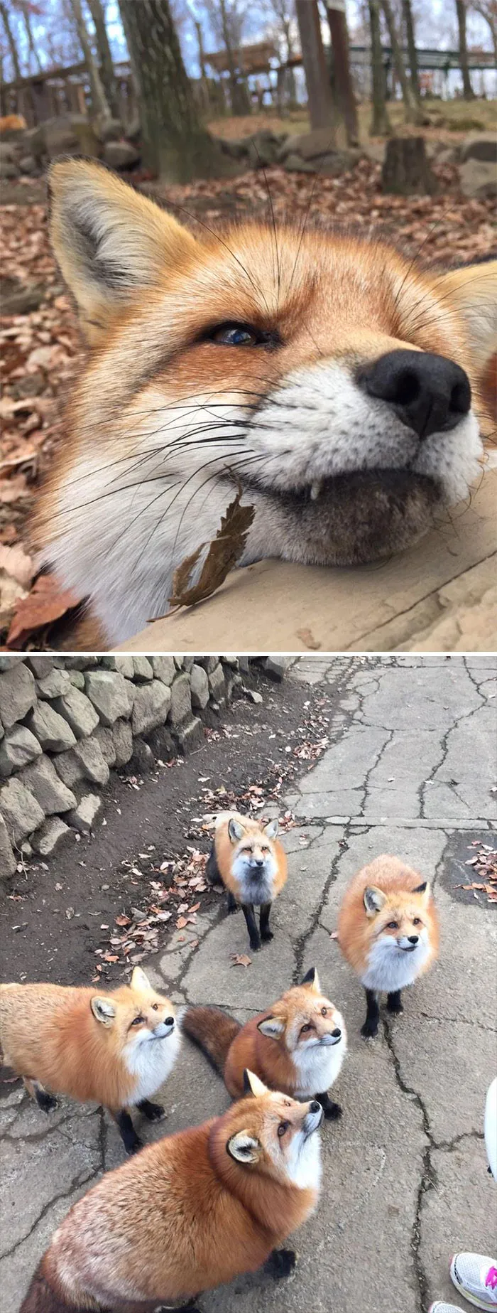Los zorros del poblado de Zao son muy amistosos