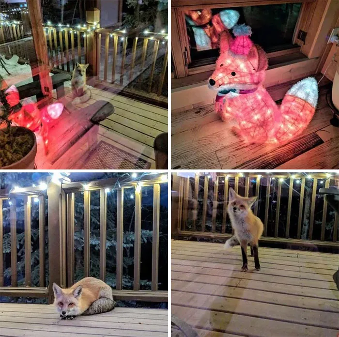 I Think Someone Has A Crush On My Christmas Light Decoration