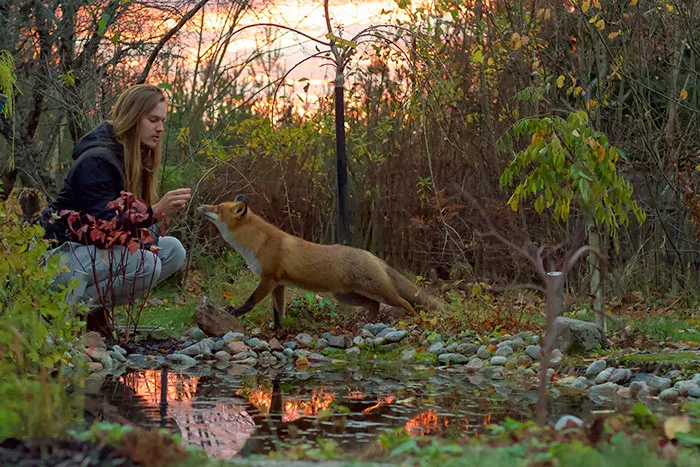 We've Been Getting Almost Daily Visits From This Wild Fox Over The Course Of The Past Couple Of Months. My Wife Shot This Photo Of The Two Of Us In Today's Sunset