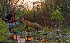 35 Fox Pics That Show What Wonderful Creatures They Are