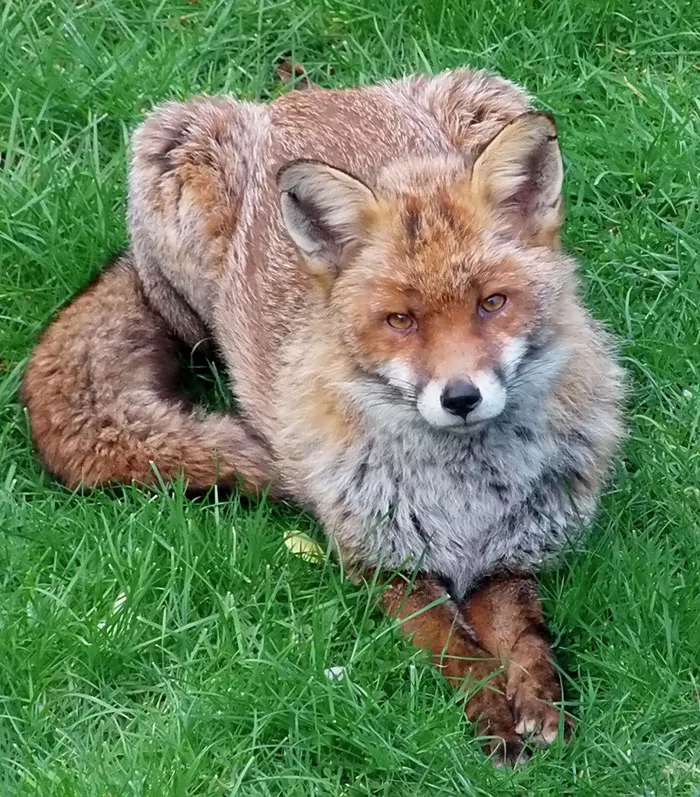 Say Hello To My Daily Visitor For The Last Two Years
