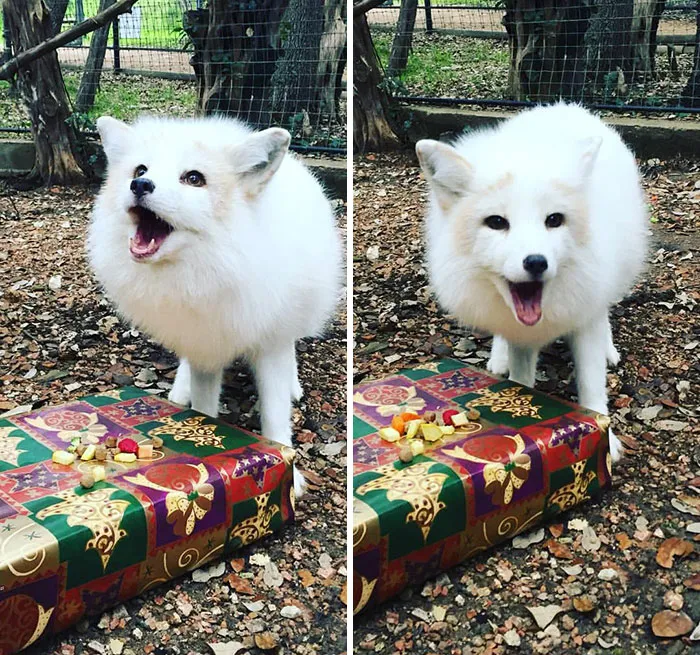 Zorro contento con su regalo