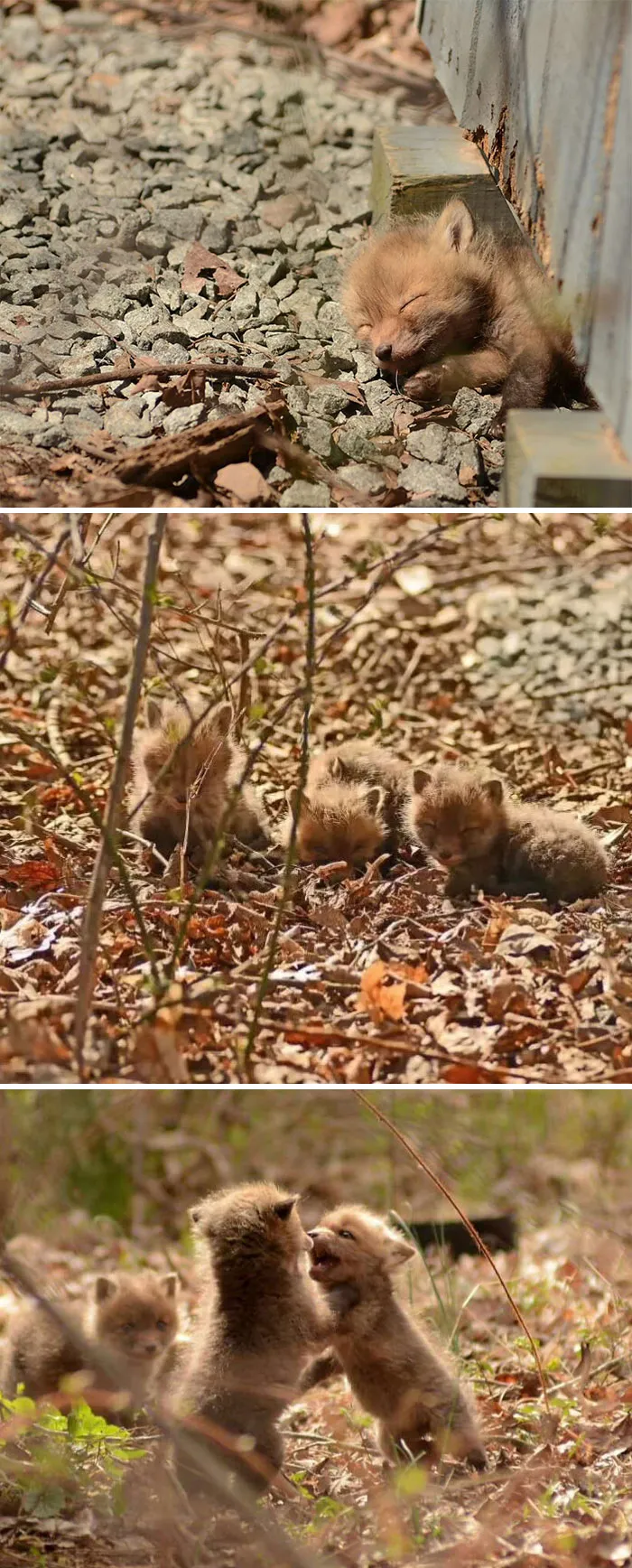 Baby Foxes Found In An NJ Backyard