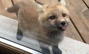 35 Fox Pics That Show What Wonderful Creatures They Are