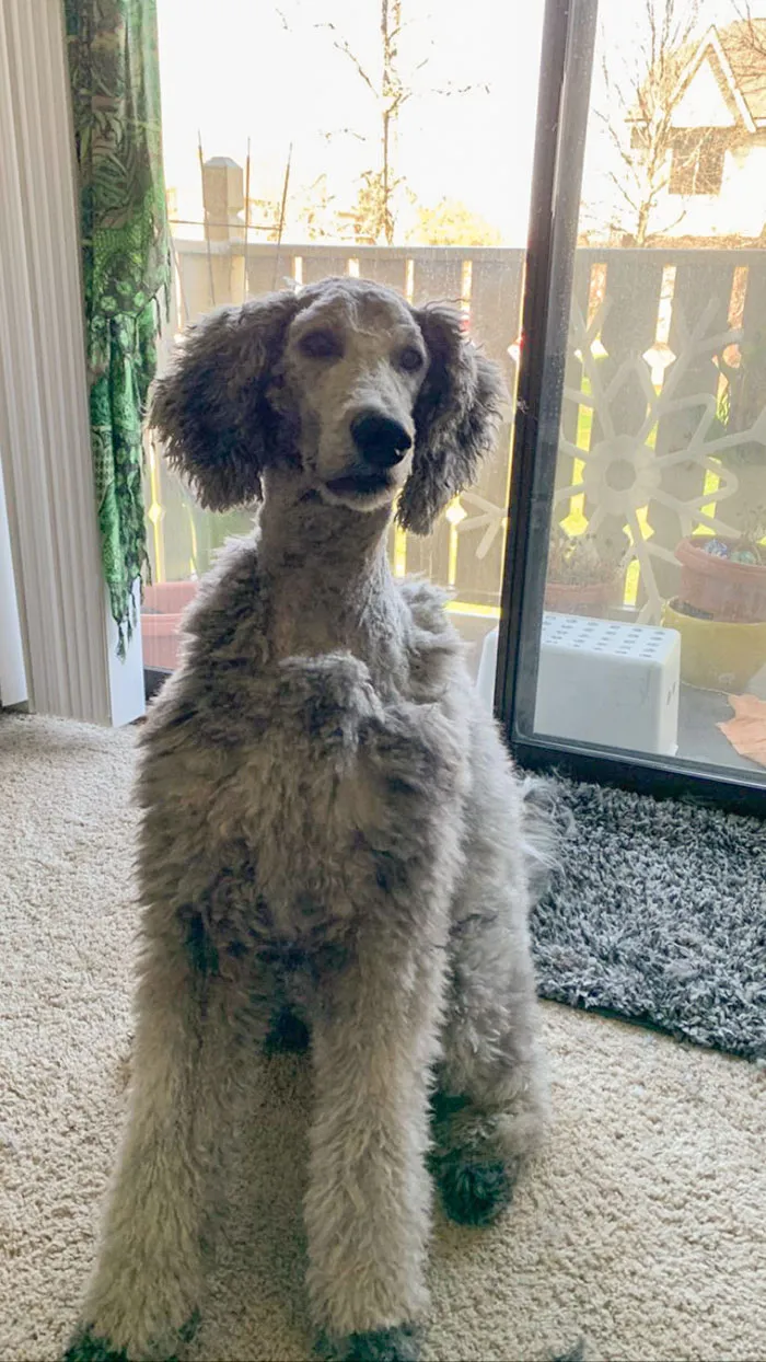 Primera vez que le corto el pelo al perro. ¿Qué tal?