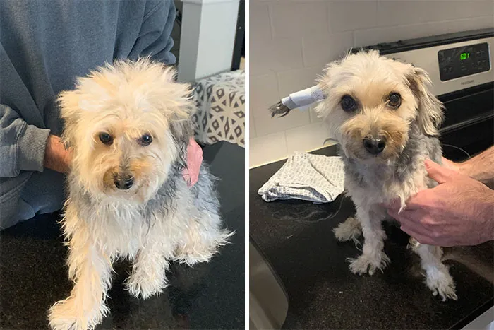 Mojo Before And After