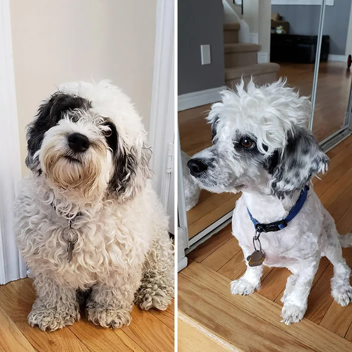 Como el perruquero está cerrado, mi esposa me dijo que le cortara el pelo al perro