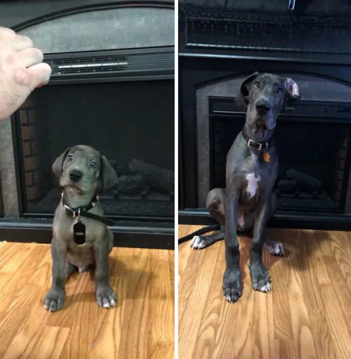 7 Semanas Y 17 Semanas
