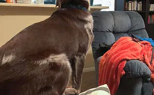 50 Dogs Who Had Their Perfect Lives Ruined After Their Owners Got Them A Younger Sibling