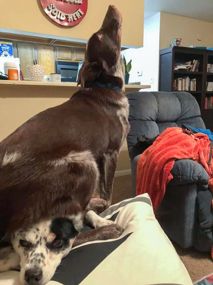 Who Else Ruined Their Older Dog’s Life By Getting Them A Younger Sibling?