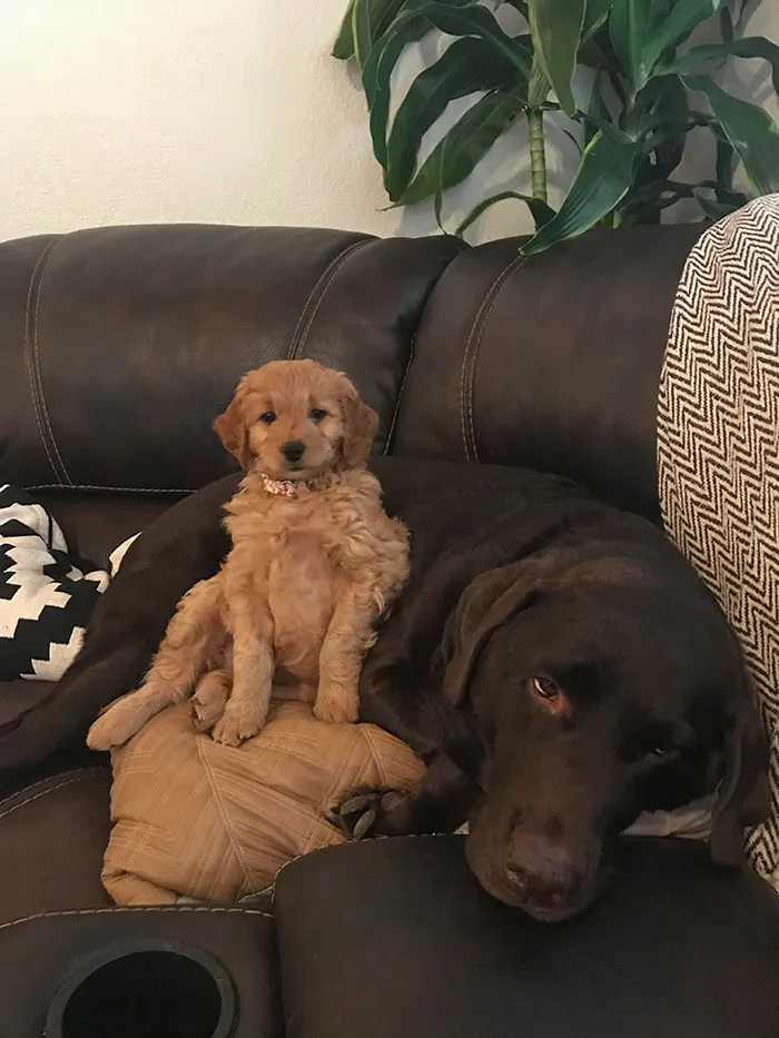 Old Boy Is Heckin Annoyed At New Girl