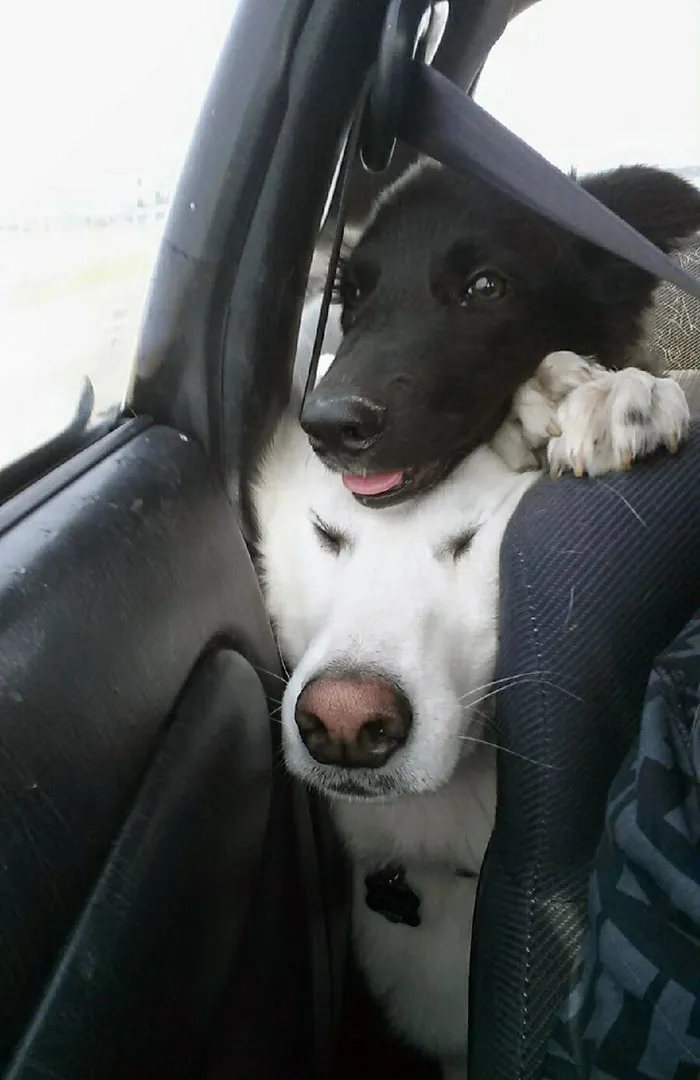 It Was At This Moment Hank Regretted Asking For A Little Brother