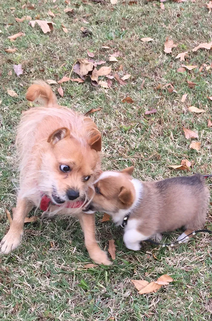 Luna cabreando a su hermana
