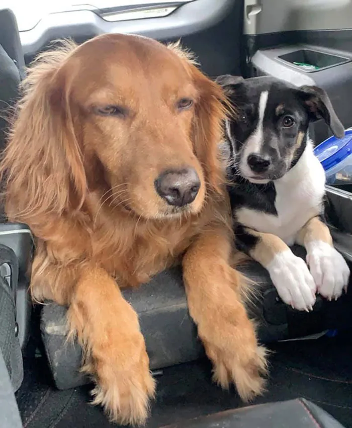 Cuando tu hermanito tiene que ir contigo