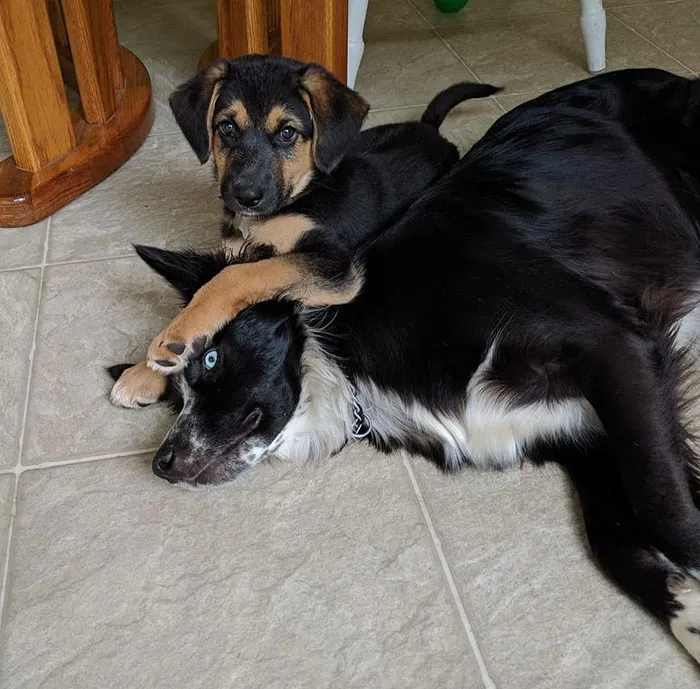 If I Stay Still Maybe The Pup Will Go Away