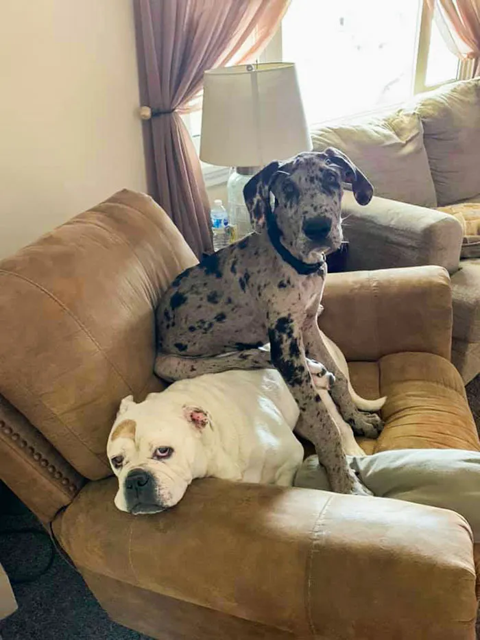 Rosco arruinándole la vida a Riley