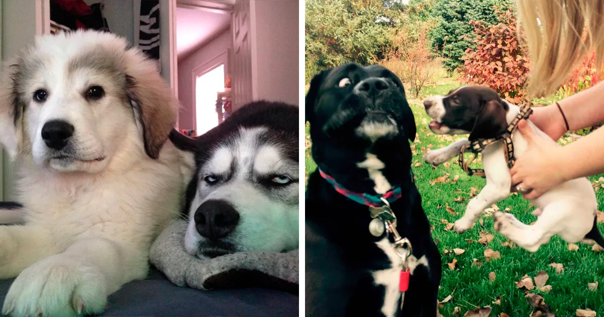 50 Perros cuya vida perfecta quedó arruinada cuando sus dueños les trajeron un hermano