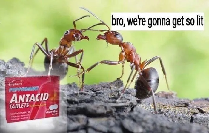 Gonna Get Lit